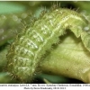 polyommatus semiargus larva4